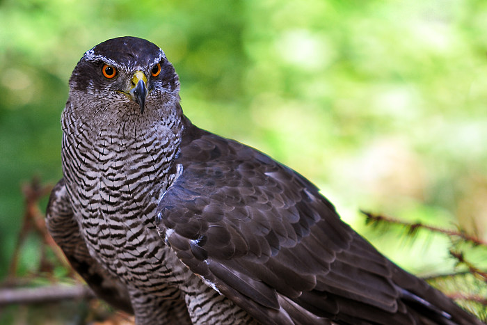 Hawk