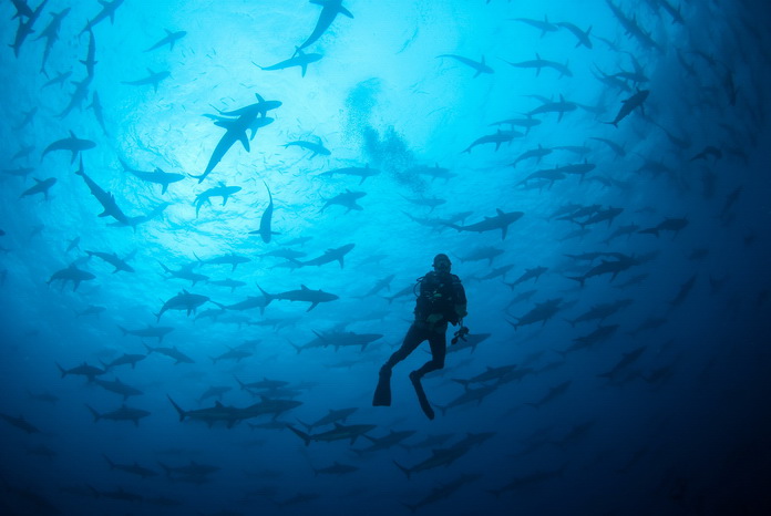 Shark diver