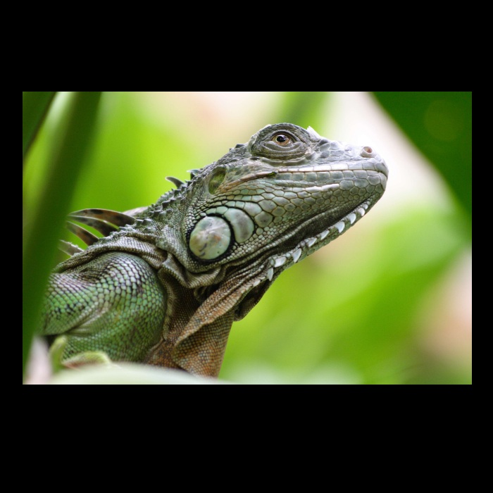Iguana