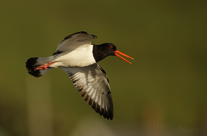 Ústřičník velký (Heamatopus ostralegus)