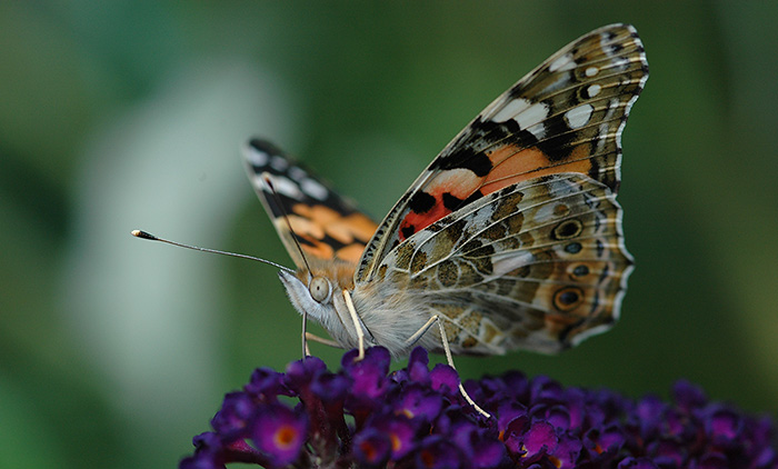 = Babočka bodláková =