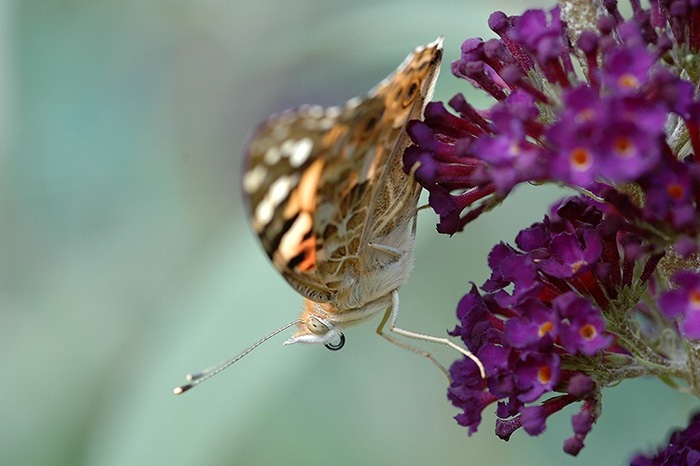 = Babočka bodláková =