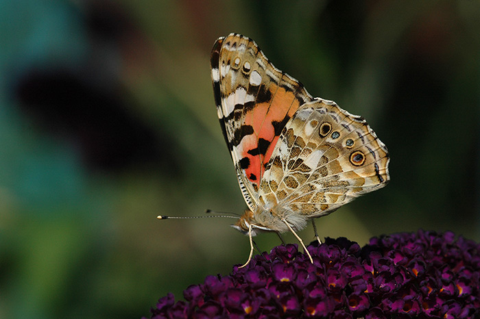 = Babočka bodláková =