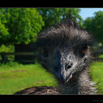 Nepříjemné střetnutí