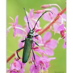 Chlapík v zeleném smokingu