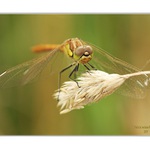 Okatý dvojplošník