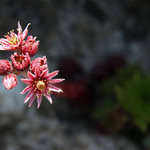 Vsříc ke sluníčku