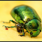 Jo,jo,ještě tam mě poškrab!