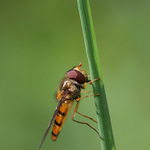 Pestřenka pruhovaná