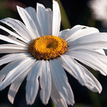 Poslední (?) paprsky slunce