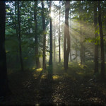 Slunce vstává a s ním ožívá celý les