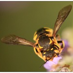 Těžce pracující...