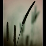 co je štěstí? ........