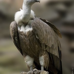 Sup bělohlavý (Gyps fulvus)