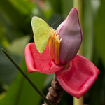 V Košickej botanike...