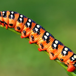 lišaj mliečnikový