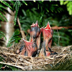 o-sole-miooooooooooo