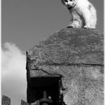 Potkal jsem toulaví kotě....