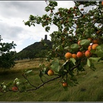 Meruňky pod Hazmburkem.