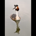 Potápce déšť nevadí