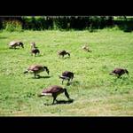 Kam panenky kam jdete..?