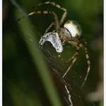 křižák pruhovaný s kořistí v akci