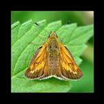 ... Soumračník rezavý PP(Ochlodes faunus) ...