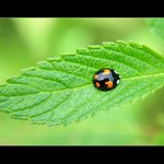 ... Spící Slunéčko čtyřskvrnné ...