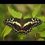 ... Motýlovka II. ...