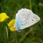 modrásek hnědoskvrnný