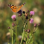 Henri Charriere a Louis Dega