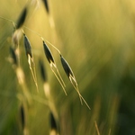 *podvečer v obilí*