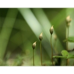 *z mechu a kapradí*