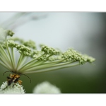 *z brouččí perspektivy*