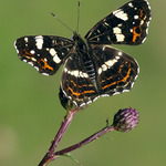 babočka síťkovaná