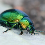 vyleštěný krunýř