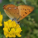 ohniváček celíkový