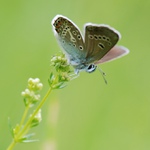 Modrásek bělopásný
