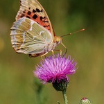 Perleťovec červený