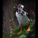 Papuchalk bělobradý plochozobý