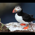 Papuchalk bělobradý plochozobý