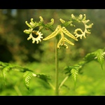 Příšera z říše rostlin