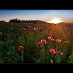 Růžově makové pole a pozvání do mé fotogalerie