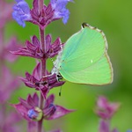 Ostruháček ostružníkový