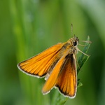 Soumračník čárečkovaný