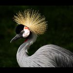 *** JEŘÁB KRÁLOVSKÝ ***