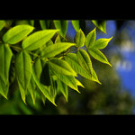 *** VLAHÝ LETNÍ PODVEČER ***