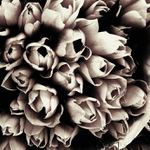 B&W tulipány z tržnice