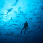 Shark diver
