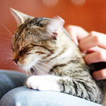 ze života koček II/III